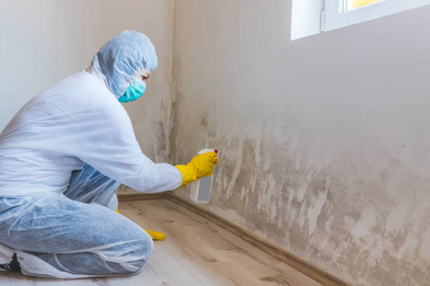 Licensed Basement Mold Remediation service in Point Pleasant Beach, NJ - Car Mold Remediation